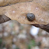 Forest snail?