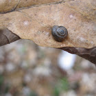 Forest snail?
