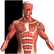 Visual Anatomy icon