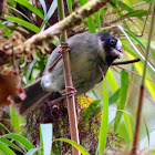 Black-cheeked warbler