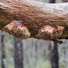 Hexagonia fungus