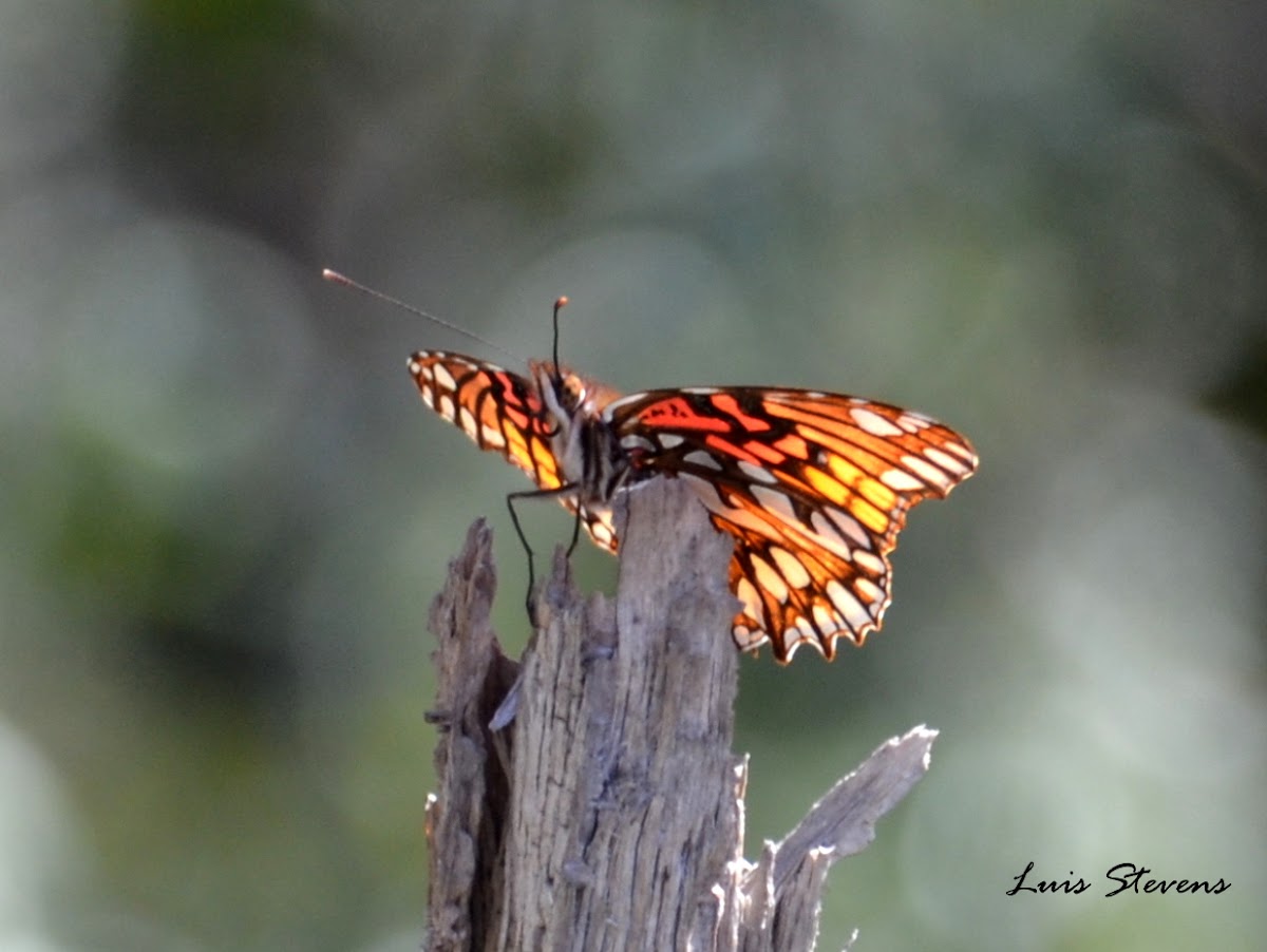 Mexican Silverspot