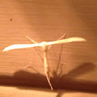 Plume Moth