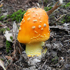 Southern Fly Agaric