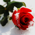 Frozen Rose icon