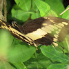 King swallowtail