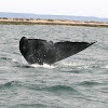 Grey Whale