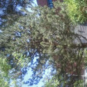 Ponderosa	Pine