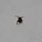 Spider beetle