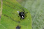 Black Spider With White Dot On Back In Colorado : Pest ID | Identify a Spider | Steve's Pest Control, Inc. / Woman learns the creepy cause of little black dots in her.
