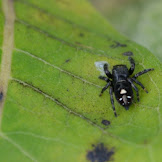 Black Spider With White Dot On Back In Colorado : Pest ID | Identify a Spider | Steve's Pest Control, Inc. / Woman learns the creepy cause of little black dots in her.