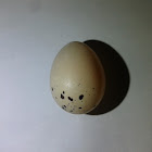 Kiskadee [Egg]