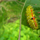Jewel caterpillar