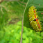 Jewel caterpillar