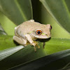 Forest Tree Frog