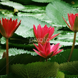 Water lily31 by Asif Bora -  