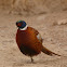 Common Pheasant