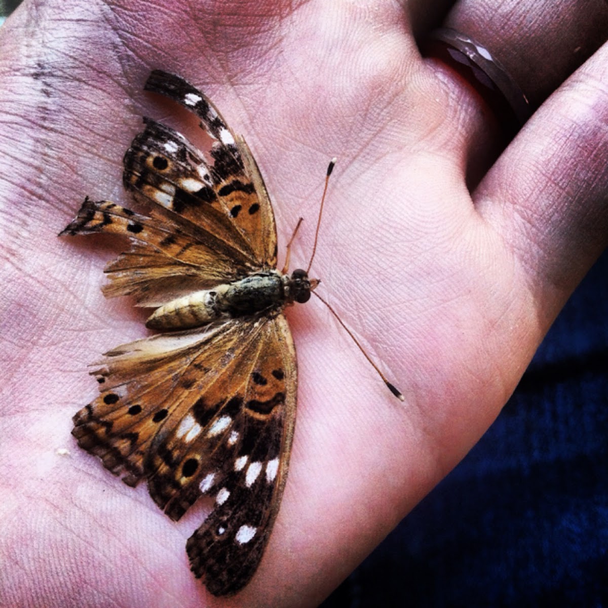 Hackberry Emperor