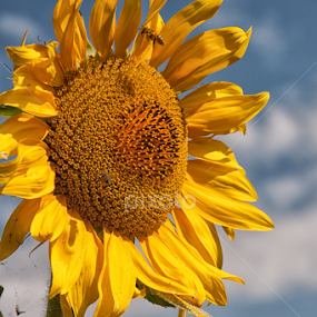 Sun flower by Adriana Bleau - Nature Up Close Other plants