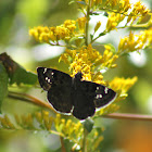 Florida Duskywing Butterfly