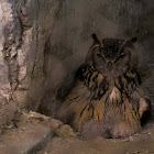 Great horned owl