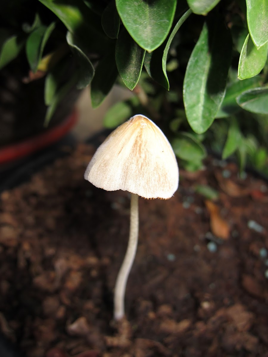 Conocybe Mushroom