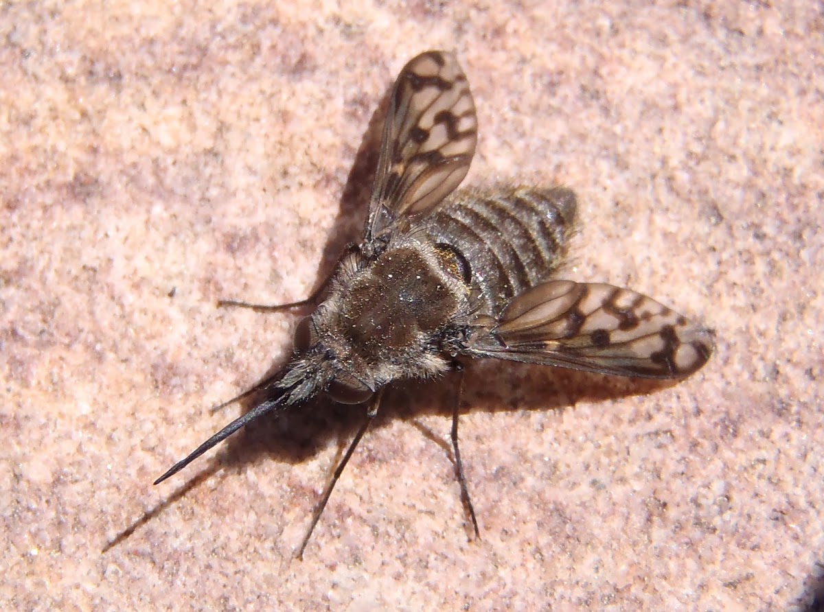 Conophorus pictipennis