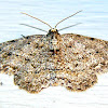 Small Engrailled Moth