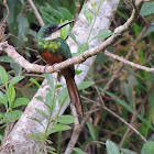 Rufous-Tailed Jacamar