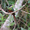 Rufous-Tailed Jacamar