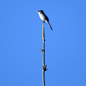 Common Fiscal (Male)