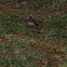 Red-crested Cardinals