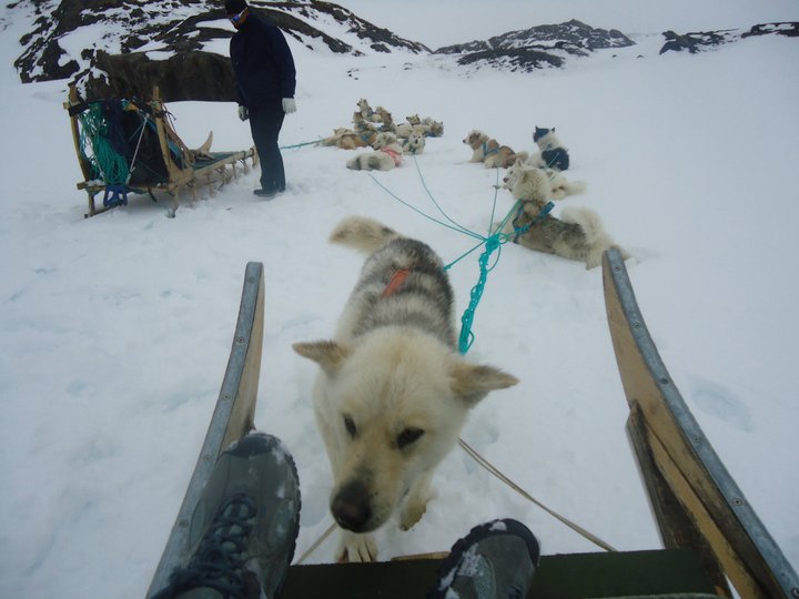 Inuit Sled Dog