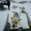 Inuit Sled Dog