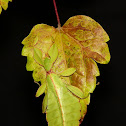 Gray's leaf insect