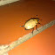 Grapevine Beetle