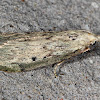 Bee Moth (female)