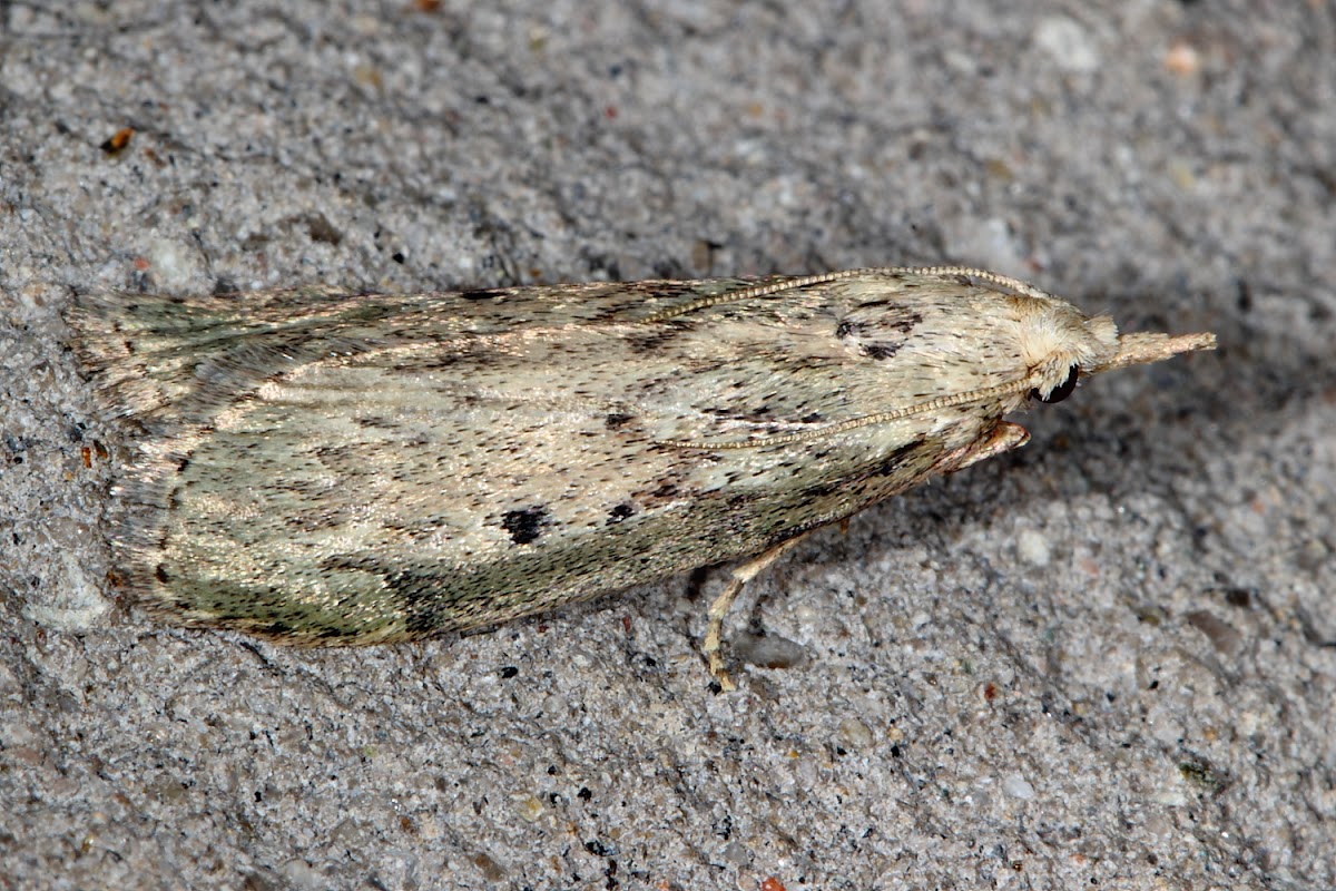 Bee Moth (female)