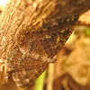 Cherry Scallop Shell Moth