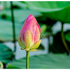 by Abdul Salim - Flowers Flower Buds