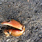 Piece of brown crab