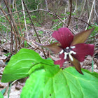 Red Trillium