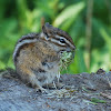 Townsend's Chipmunk