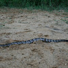 Canebrake Rattlesnake