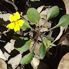 Forest goodenia