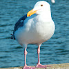 Western gull (adult)