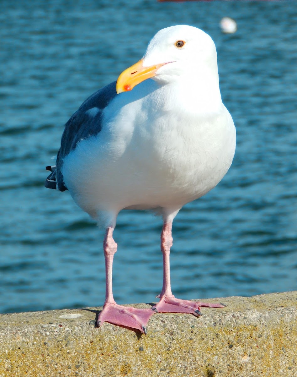 Western gull (adult)