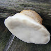 White Punk Fungi