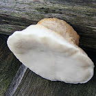 White Punk Fungi