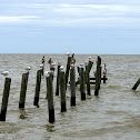 Royal Terns, Laughing Gulls and Pelicans